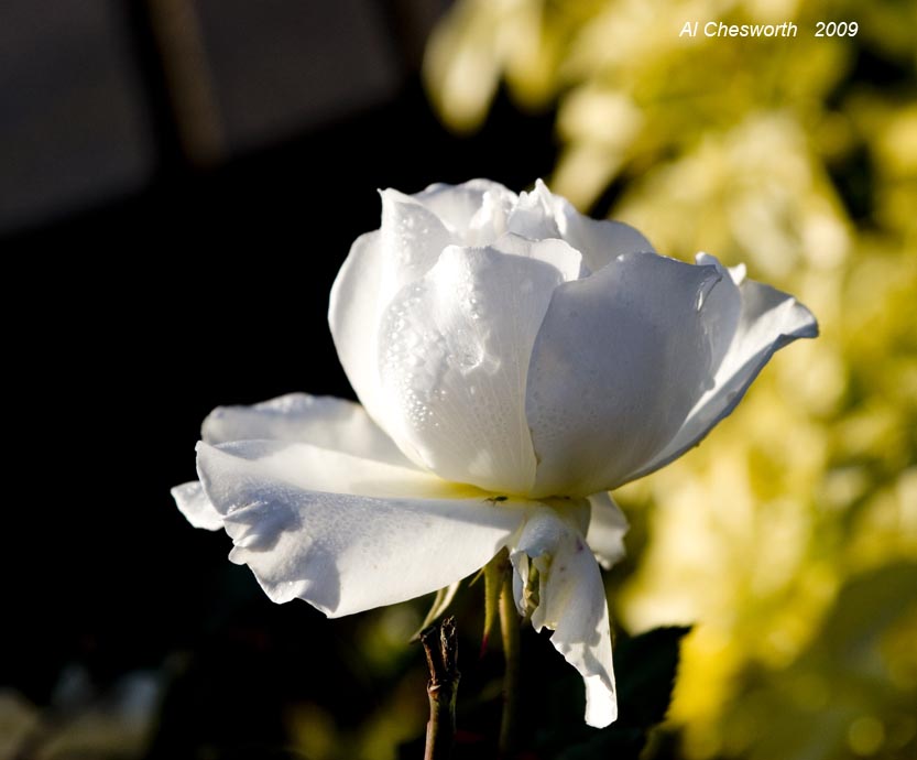 IMG_9152. Cold rose.jpg