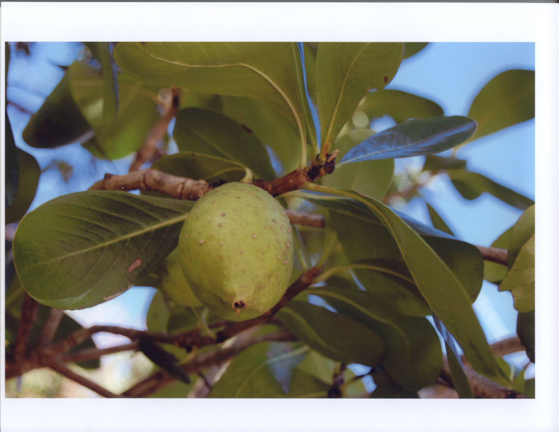 Apple tree