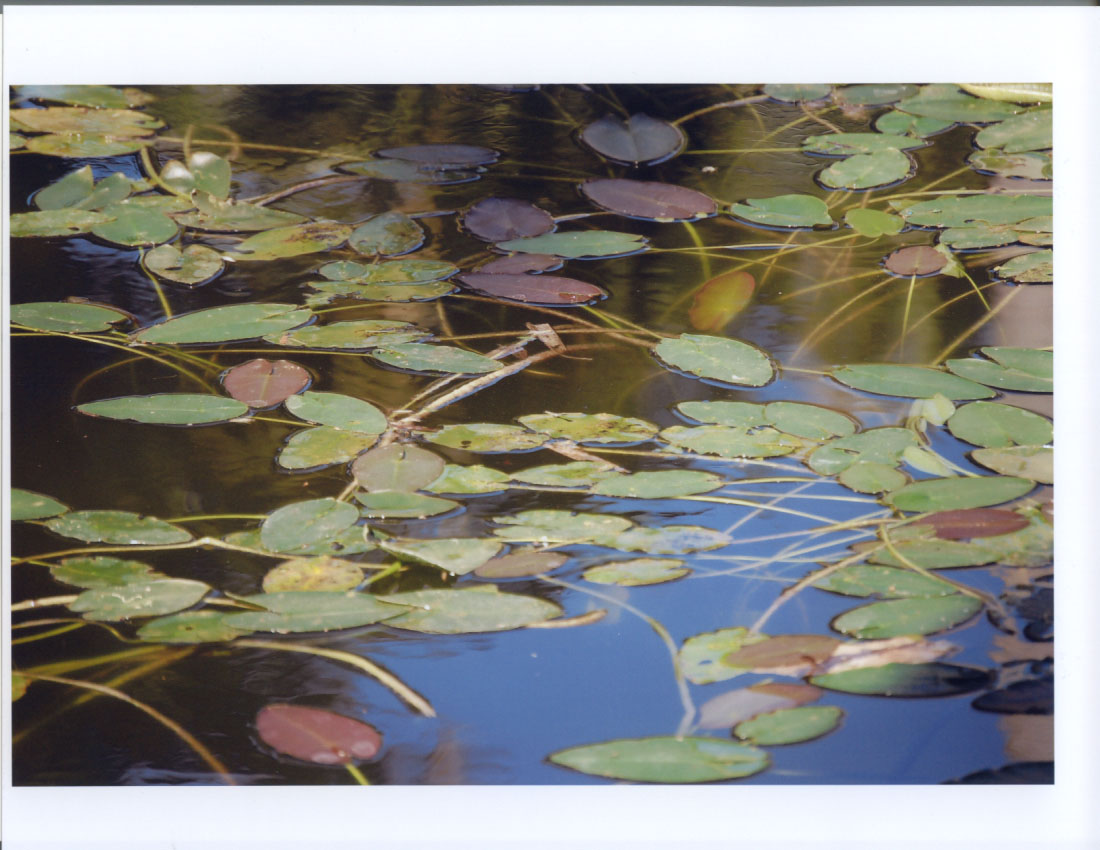 Pond at Bonnet House