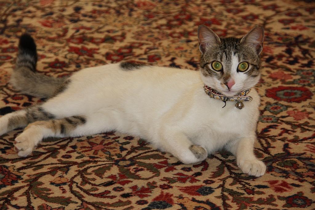 Loko the wild one.jpg