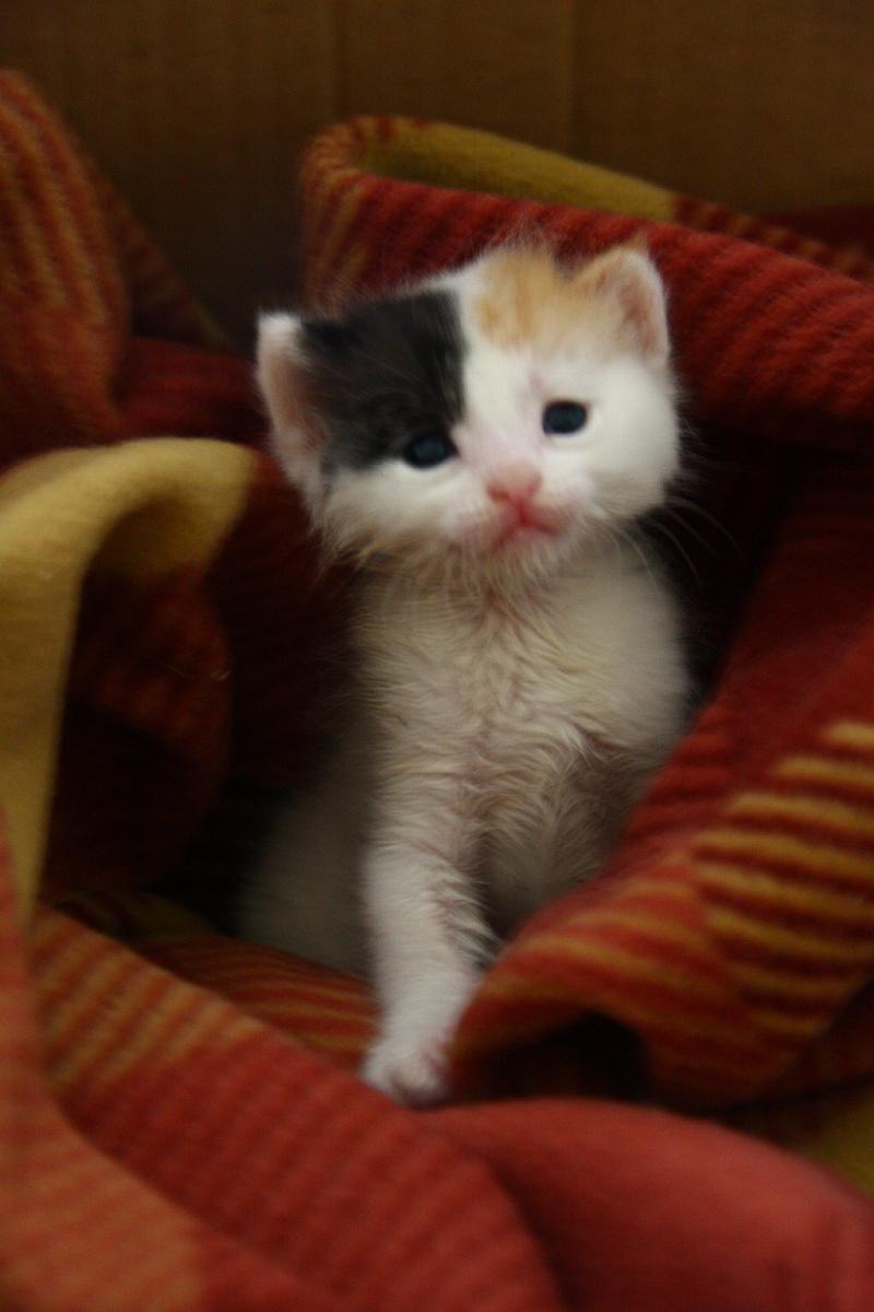 late bourn kitten left by her mother1.jpg