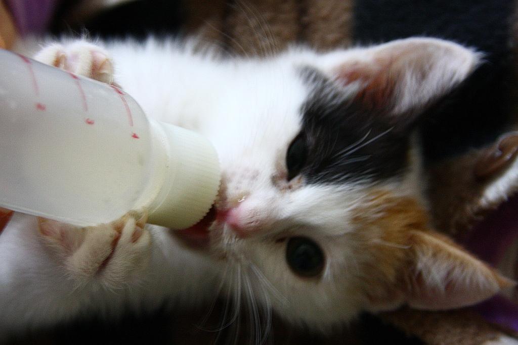Baho and her milk4.jpg