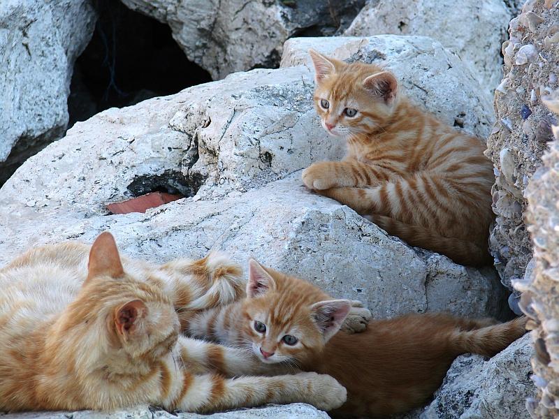 Turkiye Yesilkoy66.jpg