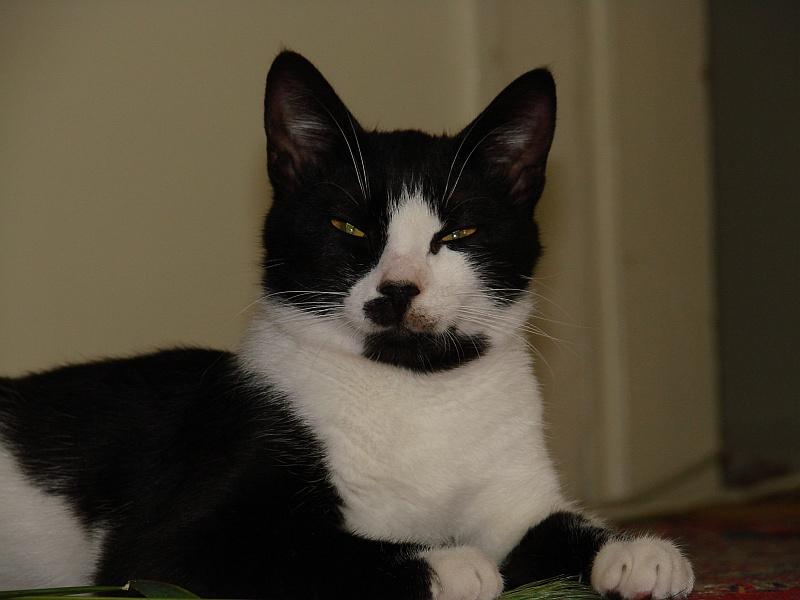kedi 025.jpg