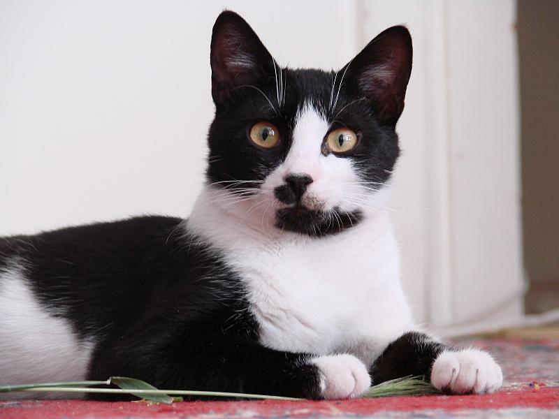 kedi 028.jpg