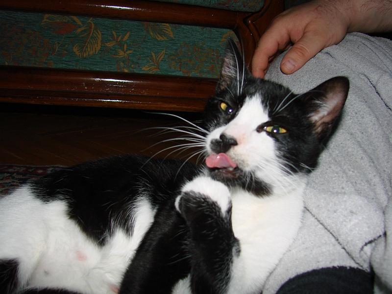 My cat says : Take this !!! 