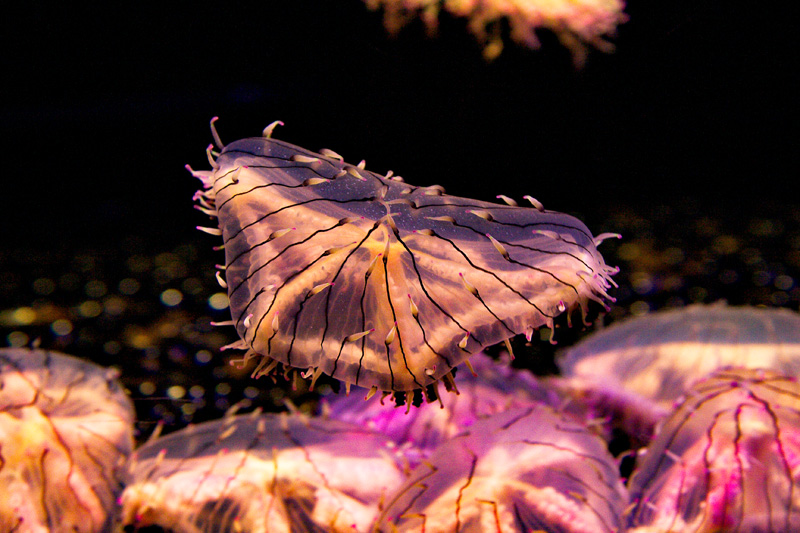 Jellyfish, starting with the flower hat ...