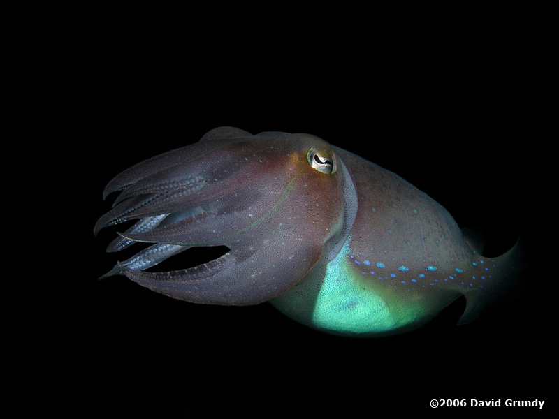 2006.12.10 Cuttlefish