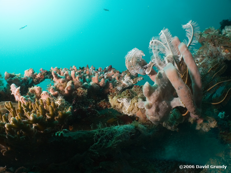 20061227 Dive2 019.jpg