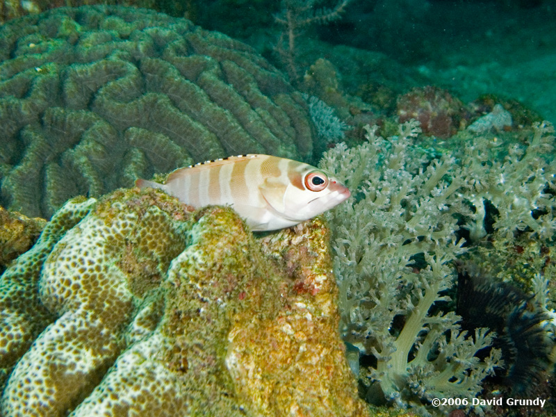 20061229 Dive1 015.jpg