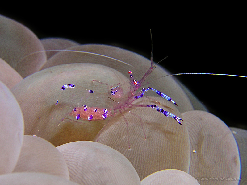 2007.05.31 eggs and brains