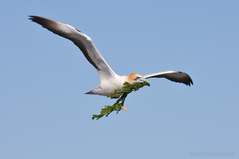 triumphant nest builder