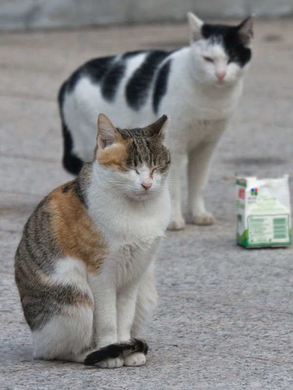The case of the missing cream