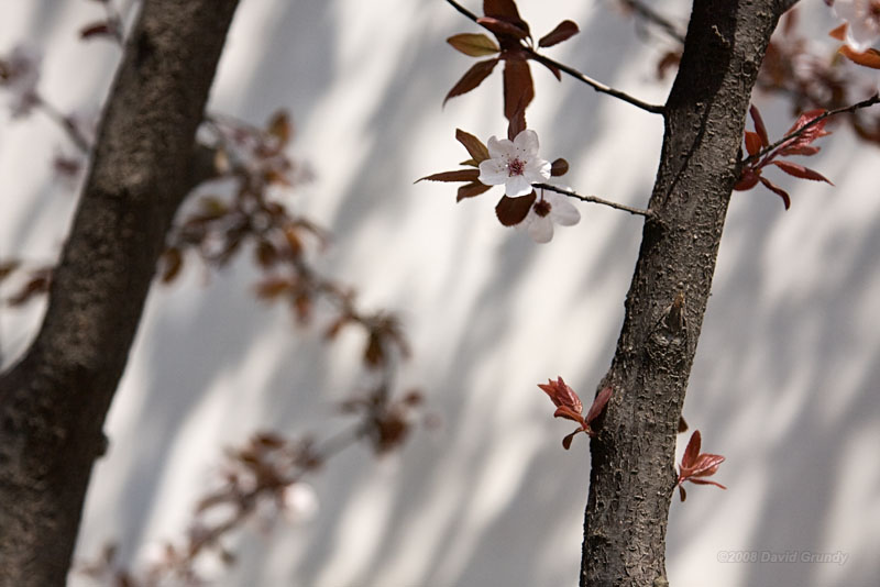 white wall