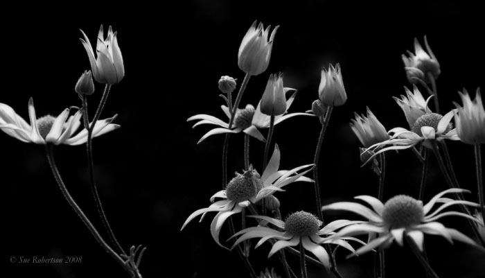 Symphony