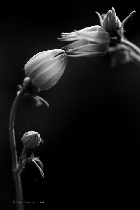Whisper