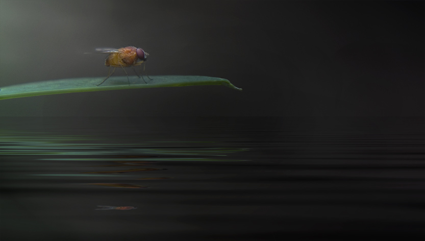 Dive Board