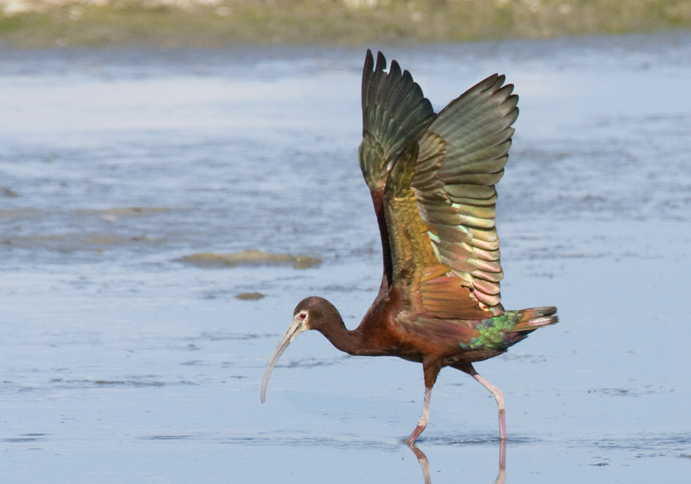 White-faced Ibis, Klamath Falls, OR