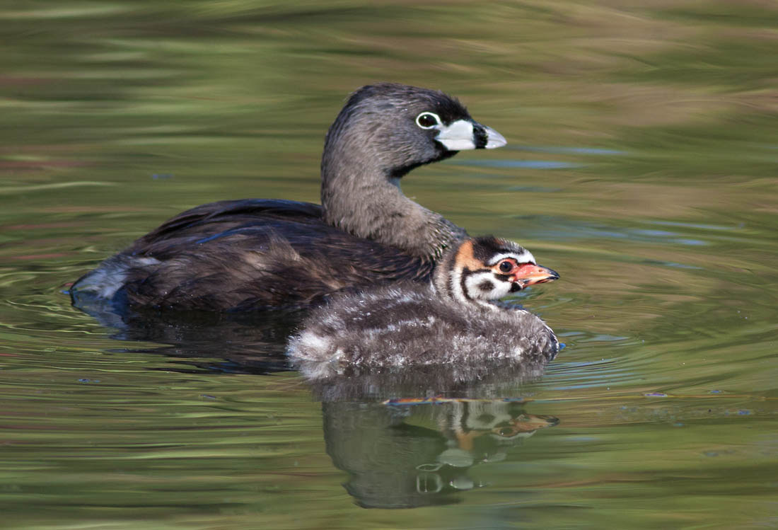 Pied Billed Grebe, Vasona