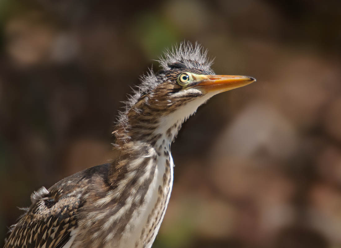 Green Heron Fledgling