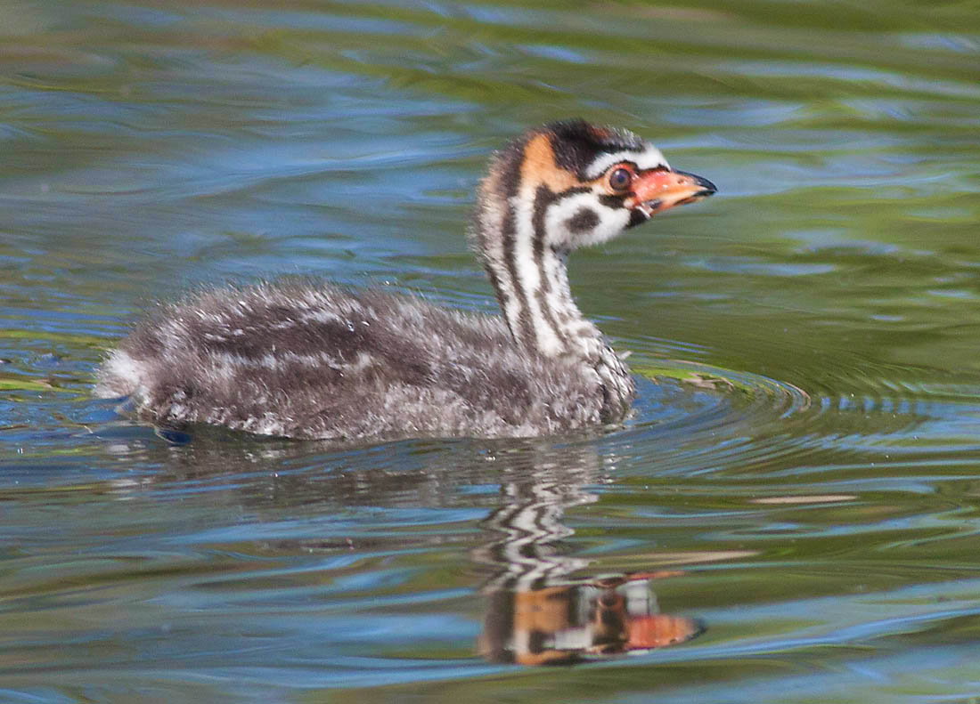 Pied Billed Grebe, Vasona