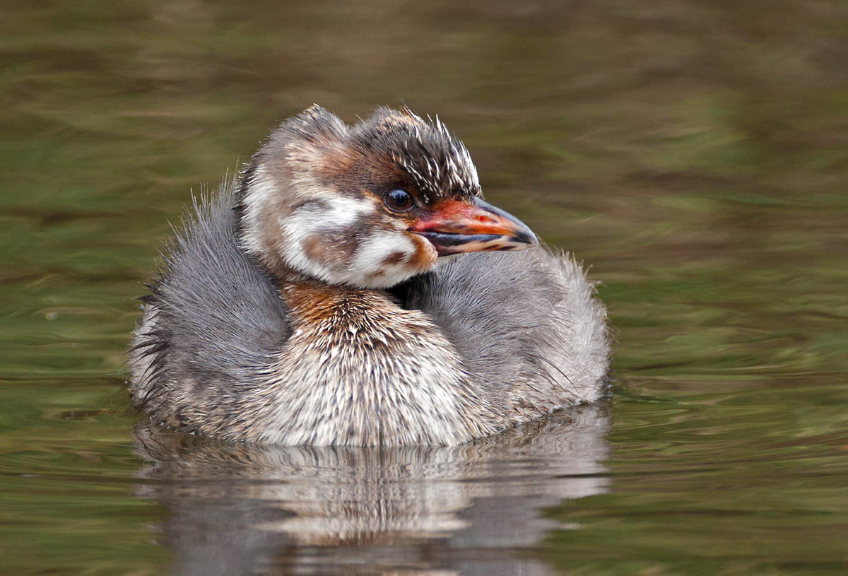 Juvenile Pied Billed Grebe, Vasona