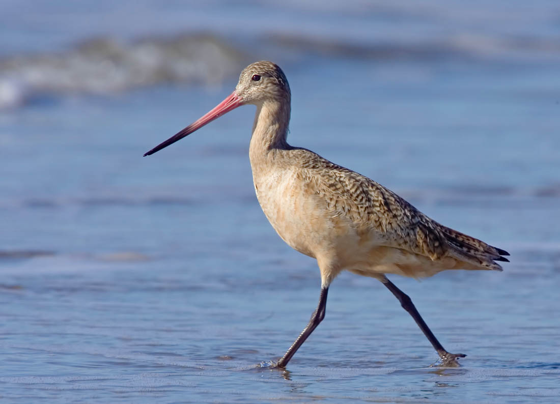 Marbled Godwit, Moss Landing