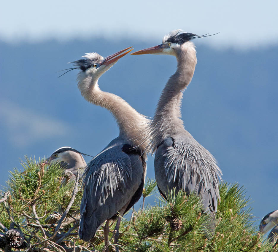 Great Blue Herons, Point Lobos