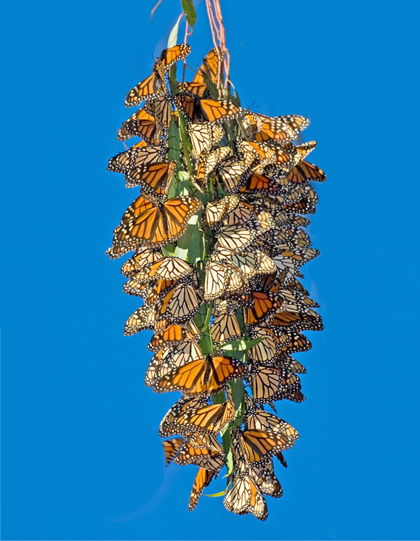 Monarchs, Natural bridges State Park