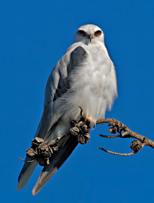 White-tailed Kite, Shoreline
