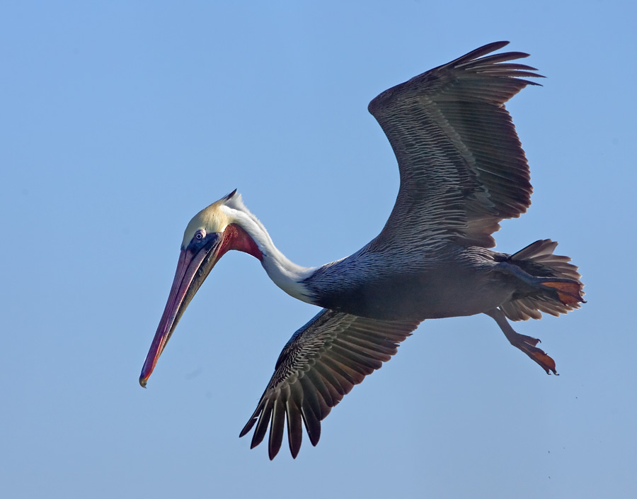 Brown Pelican, Shoreline