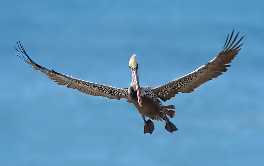 Brown Pelican, ready to land
