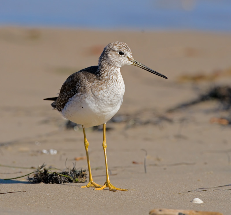 Greater Yellowlegs, Santa Barbara