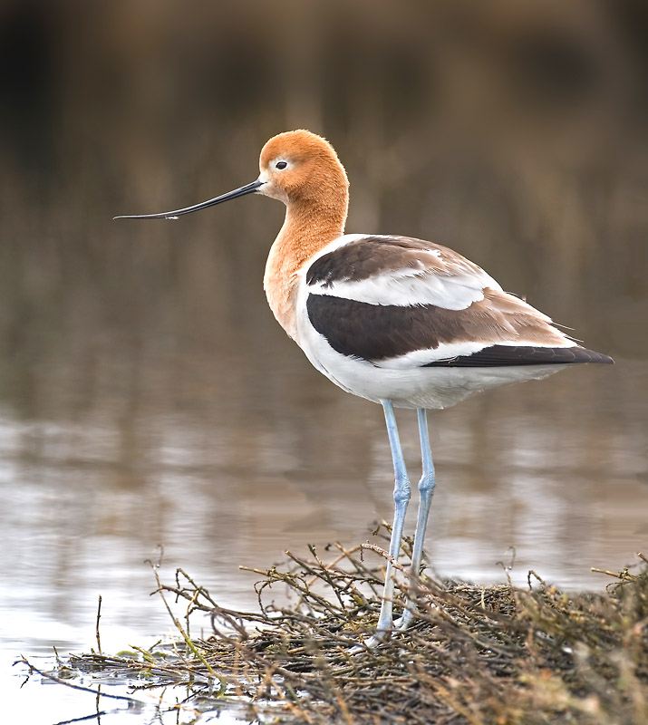 American Avocet, Baylands
