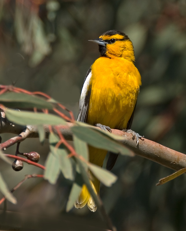 Bullocks Oriole, Ed Levin