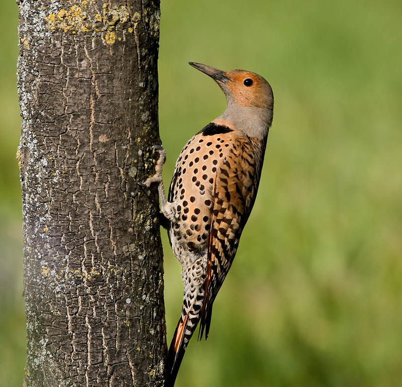 Northern Flicker, Ed Levin