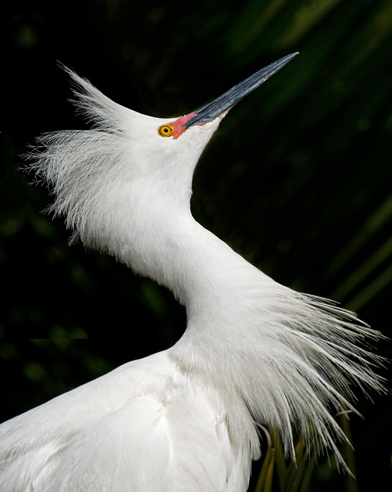 Snowy Egret, Baylands