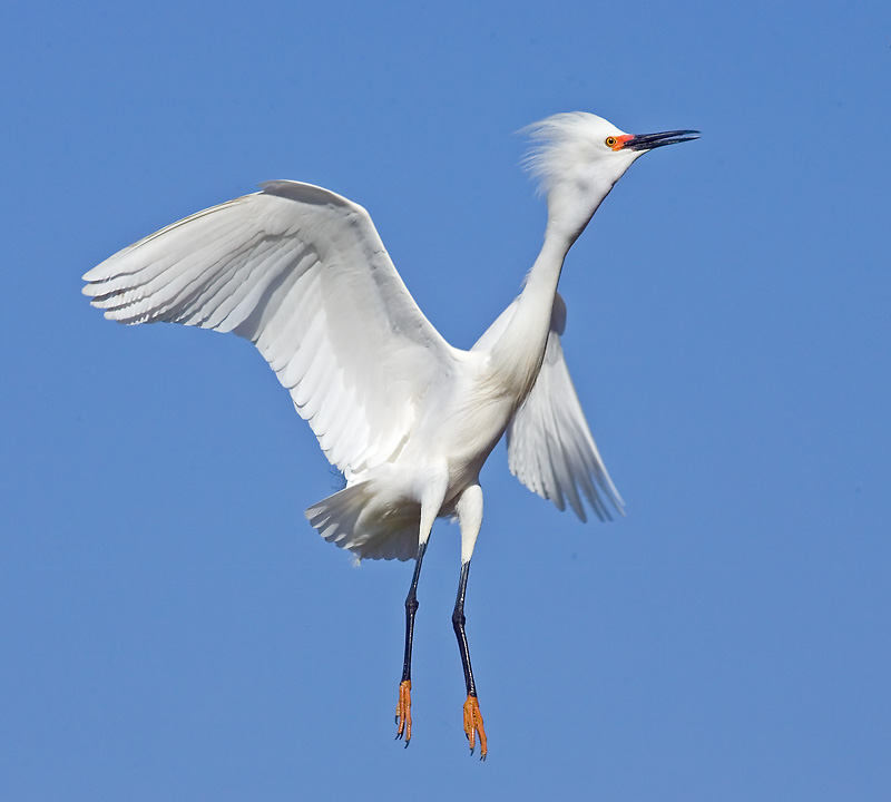 Snowy Egret, Baylands