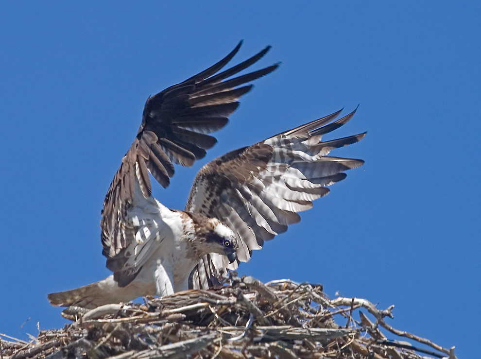 Osprey, Bend, OR