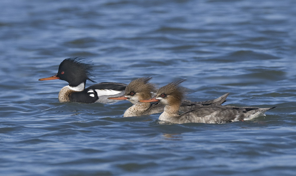 Red-breasted Mergansers