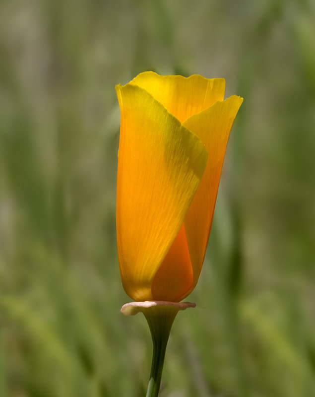 California Poppy