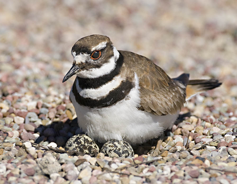 Killdeer Nest with 2 Eggs