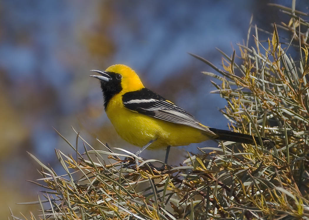Hooded Oriole, Baylands