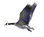 o6/73/623673/1/76675889.awkBSLN6.000.gif