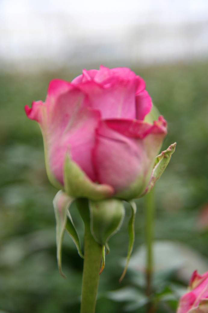 A beautiful pink rose at Tambo Roses.