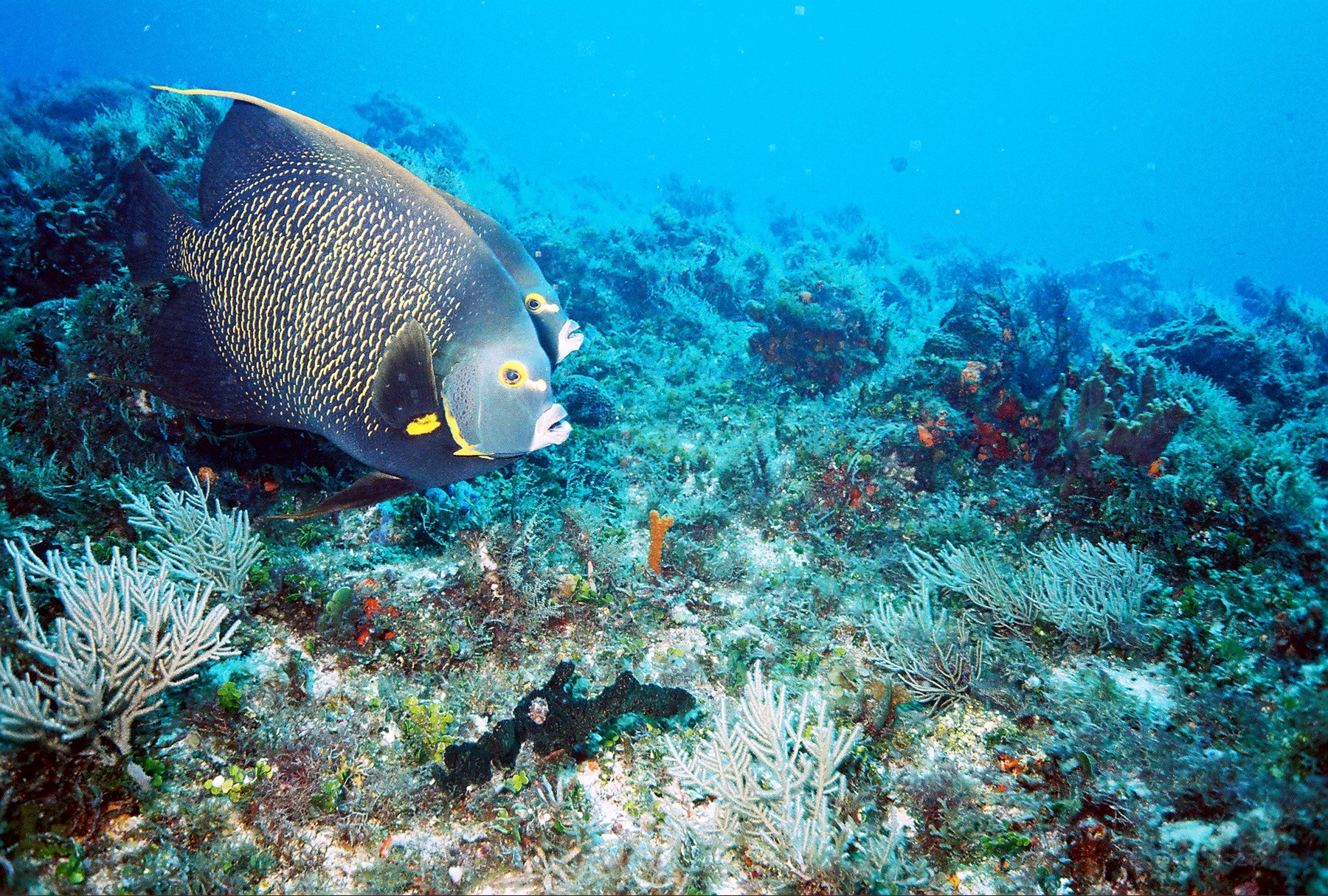 Passing Angel Fish