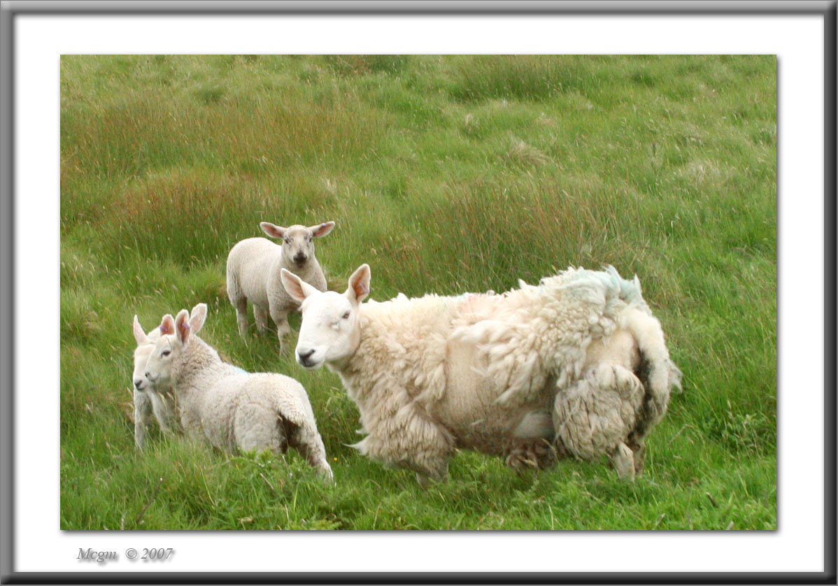 Highland sheep