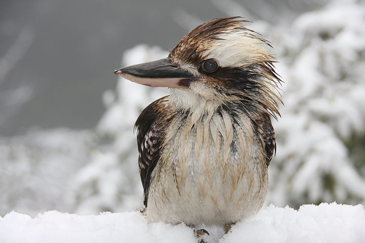 Wet kooka