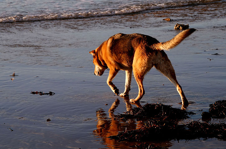 Dog shadow 2