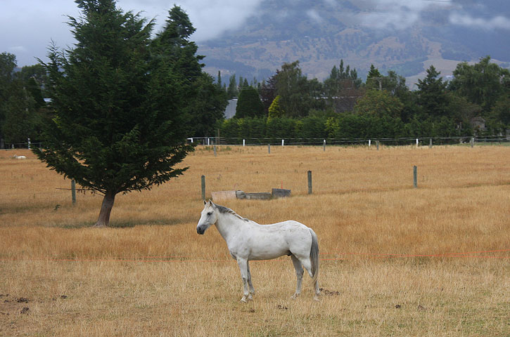 White stallion